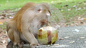 Cute monkey eating coconut
