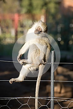 Cute Monkey on Fence