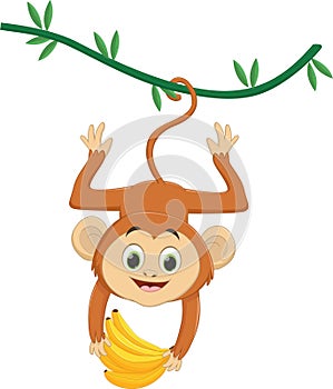 Cute monkey hanging and holding banana