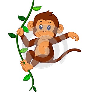 Cute monkey photo