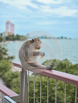 A cute monkey at Khao Sam Muk Viewpoint, Bang Saen , THAIALND