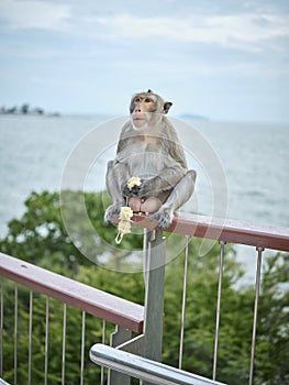 A cute monkey at Khao Sam Muk Viewpoint, Bang Saen , THAIALND
