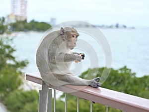 A cute monkey at Khao Sam Muk Viewpoint, Bang Saen , THAIALND