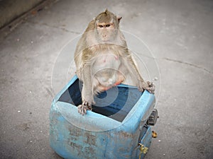 A cute monkey at Khao Sam Muk Viewpoint, Bang Saen , THAIALND