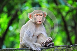 Cute monkey little monkey in jungle with food in mouth potrait hd background