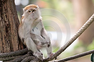 A cute monkey lives in a natural forest of Thailand