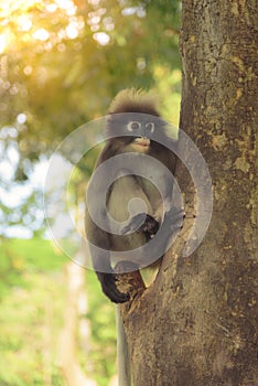 Cute monkey lives in a natural forest of Thailand.