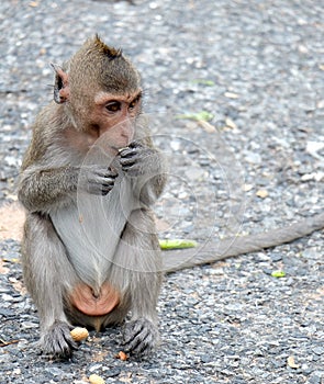 Cute monkey lives in a natural forest of Thailand.