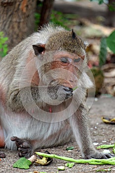 Cute monkey lives in a natural forest of Thailand.