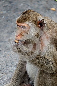 Cute monkey lives in a natural forest of Thailand.