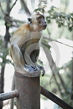 A cute monkey lives in a natural forest of Thailand