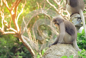 Cute monkey lives in a natural forest of Thailand.