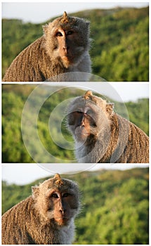 Cute monkey portrait. Indonesia, Bali island