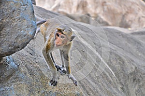Cute monkey, primate peeking, climbing the rock