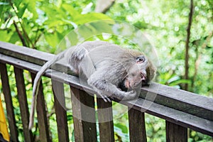 Cute monkey resting on a wooden railing