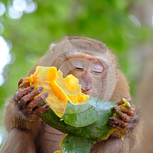 The cute monkey sitting on branch of tree and eating ripe mango