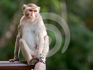 Cute monkey sitting on the fence