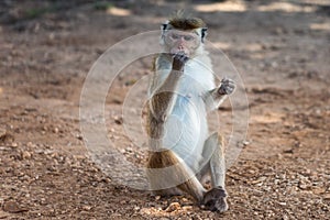 Cute monkey sitting on the ground and eating. Barbary ape or magot Macaca sylvanus