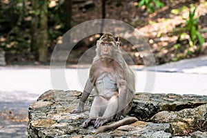 Cute monkey. Sitting in the jungle and looking away.