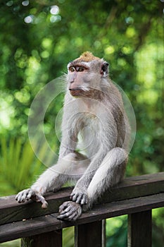 Cute monkey sitting on a wooden railing