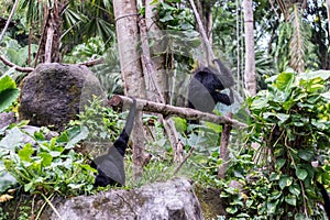 Cute monkeys in the Zoo of tropical Bali island, Indonesia. A cute monkey lives in a natural forest of Bali.