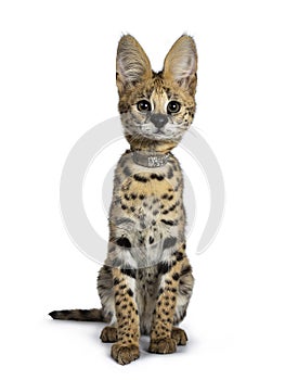 Cute 6 months young Serval cat kitten, Isolated on white background.