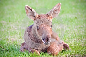 Cute Moose Calf photo