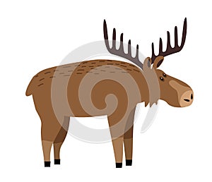 Cute moose flat illustration. Deer, reindeer with big antlers. Woodland animal character. Forest fauna. Zoo mammal. Elk