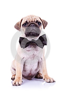Cute mops puppy dog with neck bow