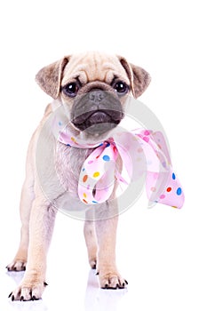 Cute mops puppy dog wearing a pink ribbon