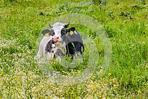 Cute a mother cow ruminant on daisies and green grass.