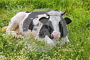 Cute a mother cow ruminant on daisies and green grass.