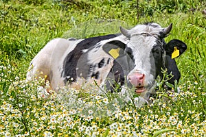 Cute a mother cow ruminant on daisies and green grass.