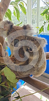 Cute Mother & Daughter Koala