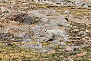 Cute Young Mountain Goat Kid Running