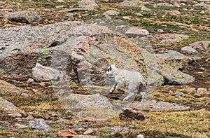 Cute Young Mountain Goat Kid Running