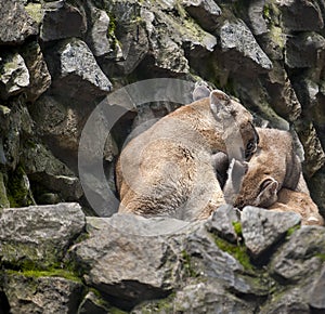 Cute mountain lioness Puma concolor also commonly known as the cougar, mountain lion, panther, or catamount and kitten