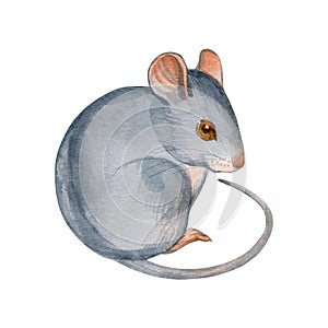 Cute mouse, hand drawn watercolor stock illustration isolated on white. Eastern symbol of the new 2020 year