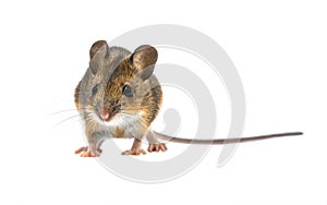 Cute mouse isolated on white background