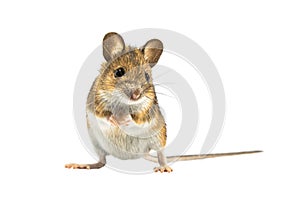 Cute mouse isolated on white background