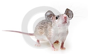 Cute mouse