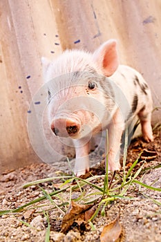 Cute muddy piglet on the farm