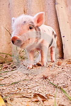 Cute muddy piglet on the farm