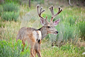 Cute Mule Deer Buck Turning to Check out Noise