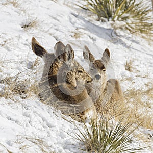 Cute mule deer huddled