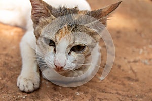 Cute multi color kitten resting at ground