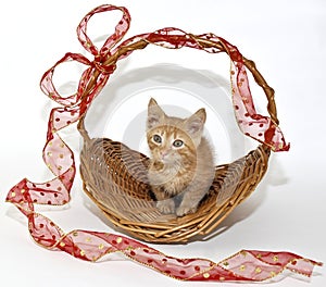 Cute Munchkin Kitten photo