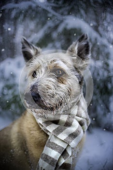 Cute mutt dog rescued from the pet shelter sitting on the snow with scarf.