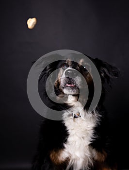 Cute mutt dog trying to catch a treat