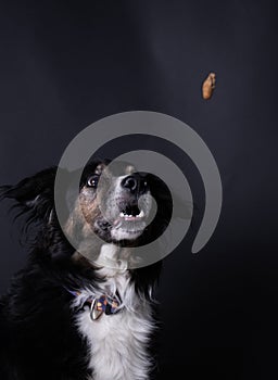 Cute mutt dog trying to catch a treat